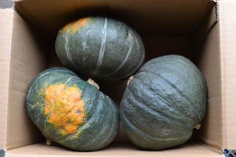 有機栽培　かぼちゃ　九重栗５ｋｇ（３玉入）