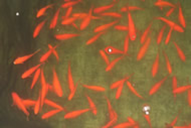 熱帯魚 エサ金 活きエサ 金魚 通販 神戸 加藤商店