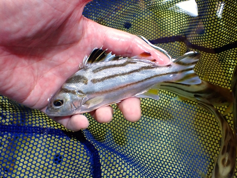 海水魚の商品一覧 | 【KATSUAYU】観賞魚ショッピングカート