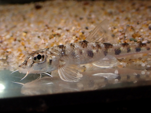 韓国・中国・ロシアの魚の商品一覧 | 【KATSUAYU】観賞魚ショッピング