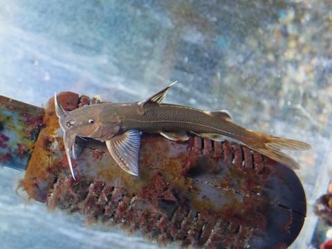 韓国・中国・ロシアの魚の商品一覧 | 【KATSUAYU】観賞魚ショッピング
