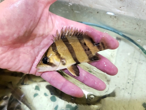 KATSUAYU】観賞魚ショッピングカート