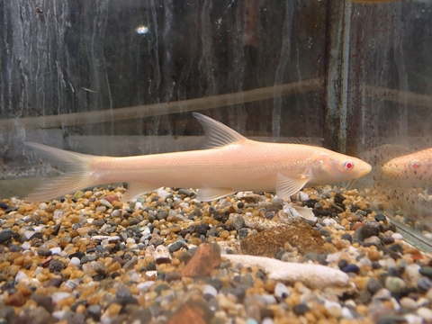 韓国・中国・ロシアの魚の商品一覧 | 【KATSUAYU】観賞魚ショッピング