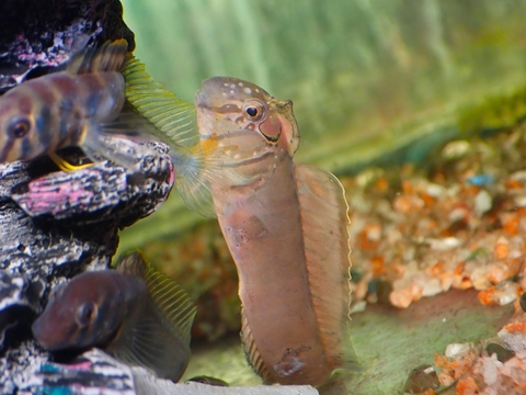 Kei出品　　大型魚飼育約12点フルセット 商品一覧 | 【KATSUAYU】観賞魚ショッピングカート