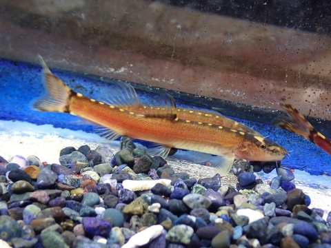 韓国・中国・ロシアの魚の商品一覧 | 【KATSUAYU】観賞魚ショッピング