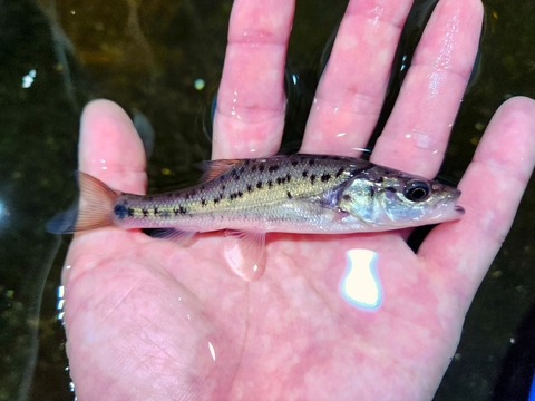 韓国・中国・ロシアの魚の商品一覧 | 【KATSUAYU】観賞魚ショッピング