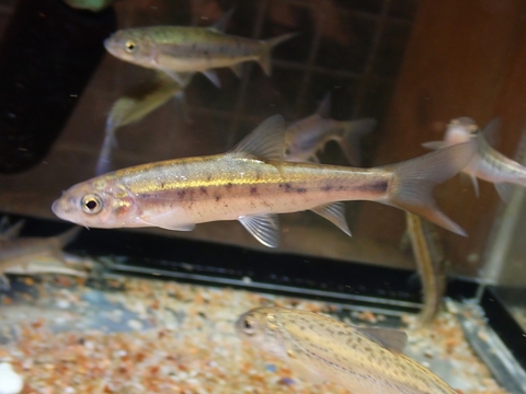 韓国・中国・ロシアの魚の商品一覧 | 【KATSUAYU】観賞魚ショッピング