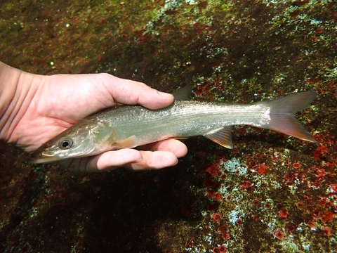 韓国・中国・ロシアの魚の商品一覧 | 【KATSUAYU】観賞魚ショッピング