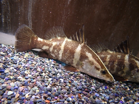 海水魚の商品一覧 | 【KATSUAYU】観賞魚ショッピングカート