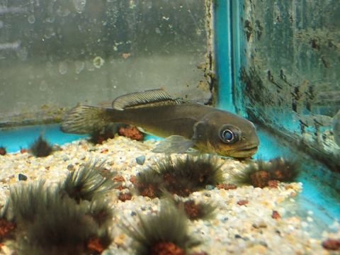 韓国・中国・ロシアの魚の商品一覧 | 【KATSUAYU】観賞魚ショッピング