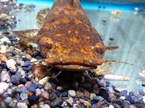南米・アマゾンの魚の商品一覧 | 【KATSUAYU】観賞魚ショッピング