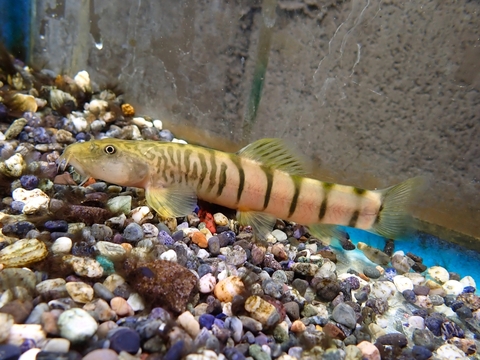 韓国・中国・ロシアの魚の商品一覧 | 【KATSUAYU】観賞魚ショッピング