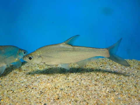 韓国・中国・ロシアの魚の商品一覧 | 【KATSUAYU】観賞魚ショッピング