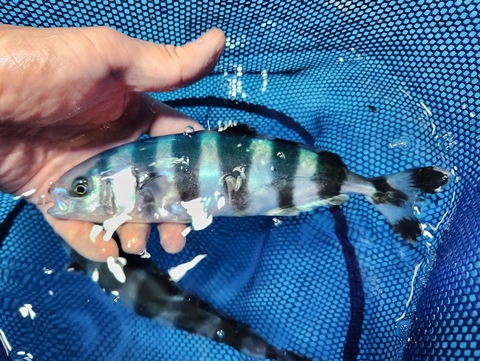 海水魚の商品一覧 | 【KATSUAYU】観賞魚ショッピングカート