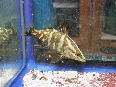 海水魚の商品一覧 | 【KATSUAYU】観賞魚ショッピングカート