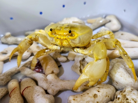 エビ・カニ（淡水）の商品一覧 | 【KATSUAYU】観賞魚ショッピングカート