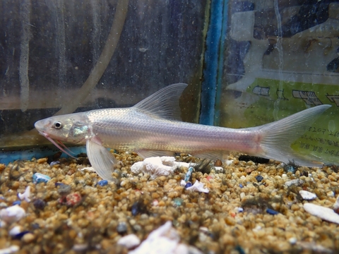 韓国・中国・ロシアの魚の商品一覧 | 【KATSUAYU】観賞魚ショッピング