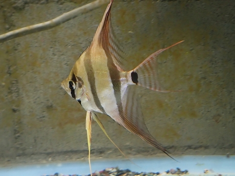 南米・アマゾンの魚の商品一覧 | 【KATSUAYU】観賞魚ショッピングカート