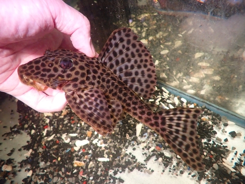 南米・アマゾンの魚の商品一覧 | 【KATSUAYU】観賞魚ショッピング