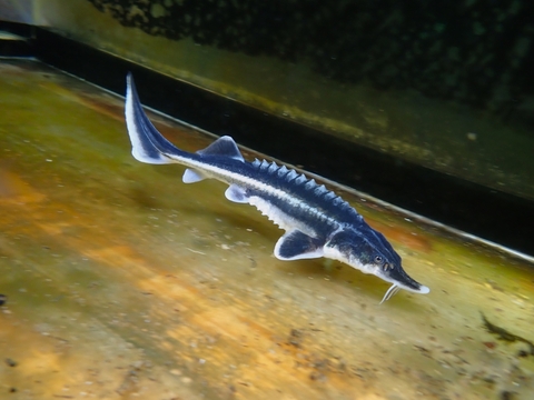 KATSUAYU】観賞魚ショッピングカート