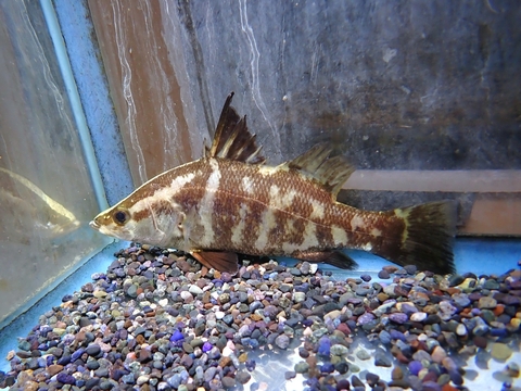 海水魚の商品一覧 | 【KATSUAYU】観賞魚ショッピングカート