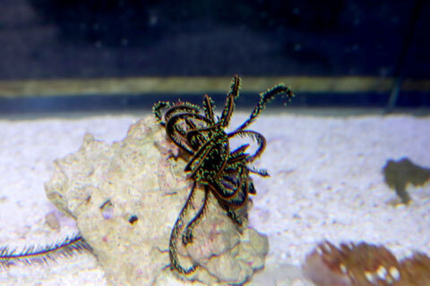 有限会社リーフ kazika