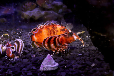 水草ショップ アクアショップブルー (@AQUASHOPREDLINE) / Posts / X