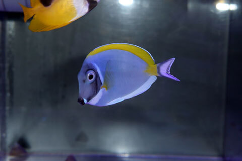 水草ショップ 東京都、北区のアクアリウムショップ【ツーウェイ】