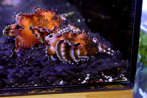 水草ショップ アクアショップブルー (@AQUASHOPREDLINE) / Posts / X