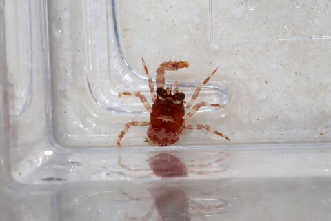 有限会社リーフ kazika