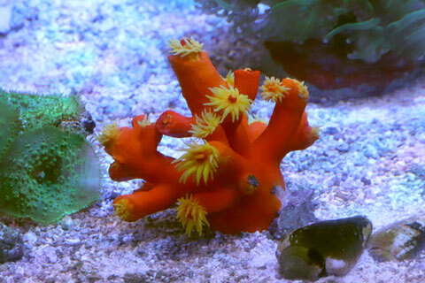 水草ショップ sz914 リサイクルPE リップストップタフタ （C0撥水