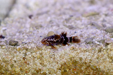 水草ショップ アクアショップブルー (@AQUASHOPREDLINE) / Posts / X