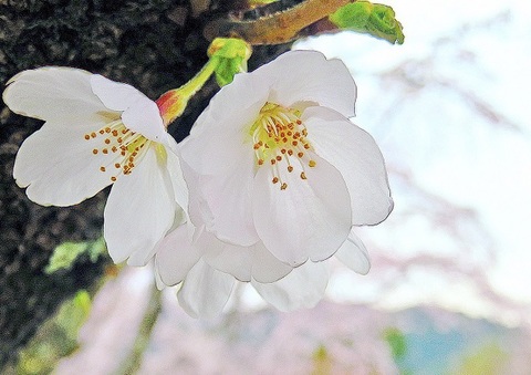 B4サイズ square【rin-01】 吉野山の可憐な桜