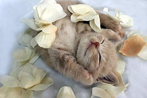 A4額付き！すやすや眠る猫（バンザイ猫）T1-234　ダイヤモンドアート