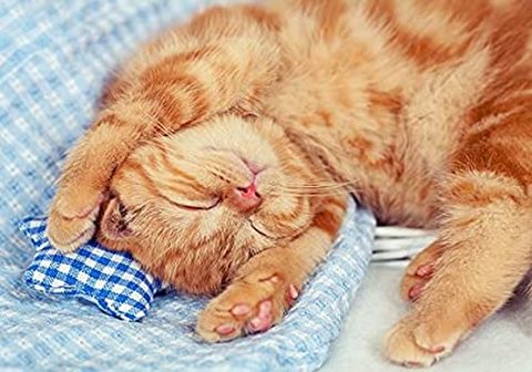 A4額付き！眠る茶トラ猫（可愛い子猫)（kic-A4T1-242）