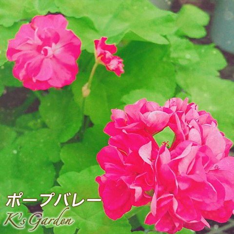 114 ＊貴重なゼラニウム（グラフティーダブルホワイト） 商品