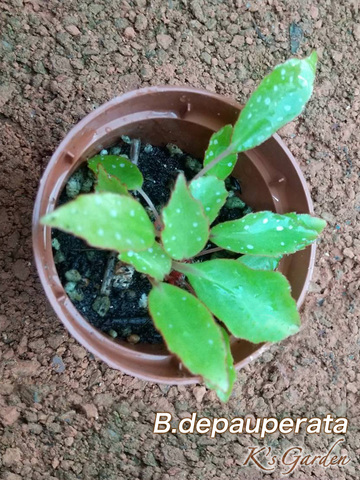 商品一覧 - K's Garden 商品一覧 - K's Garden