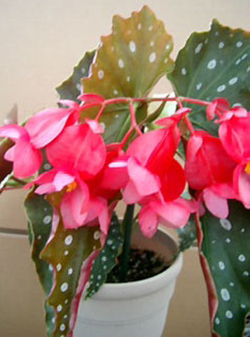 【さらにお値下げしました】ベゴニア百科 Begonia cv. ZERONIA / ' BNS (BLUE NIGHT SKY) ' [ XY-018 / B