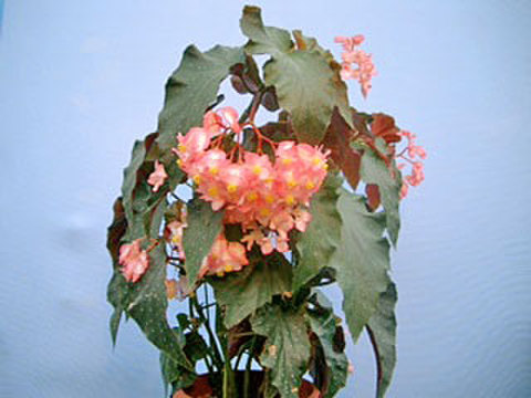 商品一覧 - K's Garden