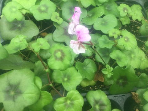 商品一覧 - K's Garden