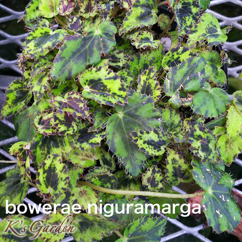 商品一覧 - K's Garden