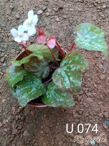 商品一覧 - K's Garden