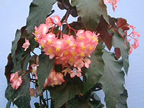 商品一覧 - K's Garden