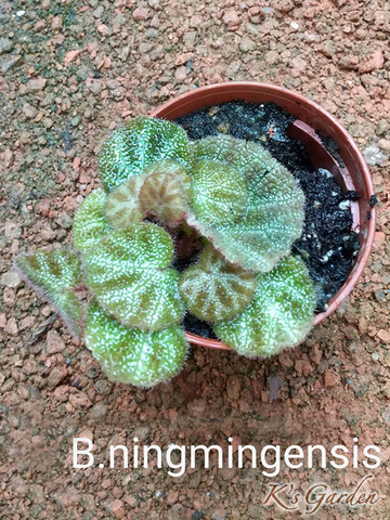 東南アジアのベゴニアの注釈付きチェックリスト 東南アジアの