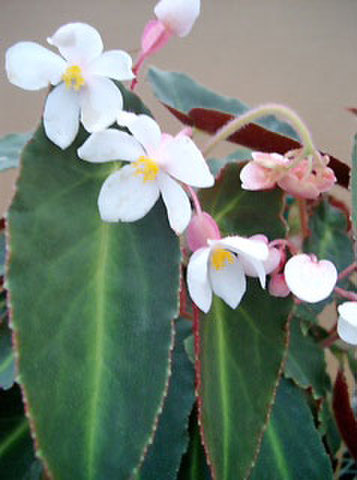 商品一覧 - K's Garden