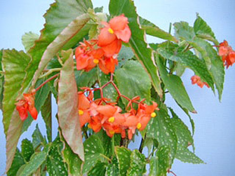 商品一覧 - K's Garden