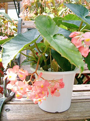 かずやです♪2点セット！オーガスタ　木立ベゴニア6鉢　苗　苗木　そよ風 かずや様専用です♪2点セット！オーガスタ 木立ベゴニア6鉢 苗 苗木 そよ風