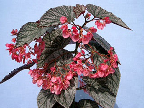 ベゴニア アキ アキ Aki:木立性ベゴニア：ア行