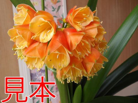 クンシランの商品一覧 | 京子園芸
