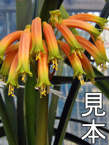 クンシランの商品一覧 | 京子園芸